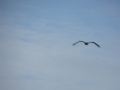 IMG_1693_1