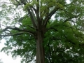 IMG_20150409_162602874.jpg