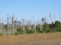 IMG_0703.JPG