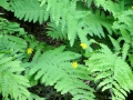 IMG_4709.JPG