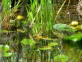 IMG_4713.JPG