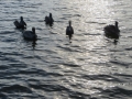 IMG_7524.JPG