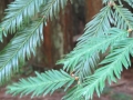 IMG_2346