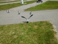 IMG_20150505_130339530.jpg