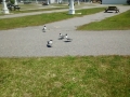 IMG_20150505_130342712.jpg