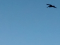 IMG_20140904_174909769