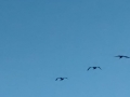 IMG_20140904_175250970