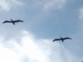 IMG_20140904_175318652