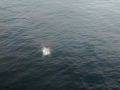 IMG_20140904_184949529