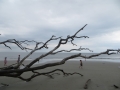 IMG_7918_2.JPG