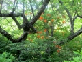 IMG_4597.JPG