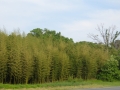IMG_1073.JPG