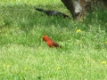 IMG_1112.JPG