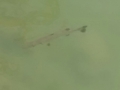 IMG-20150306-WA0018.jpg