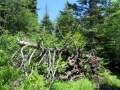 IMG_4779.JPG
