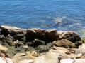 IMG_4784.JPG