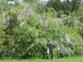 IMG_7999.JPG