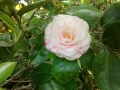 IMG_20150424_164400226.jpg