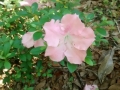 IMG_20150424_171101359.jpg