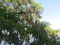 IMG_9959.JPG