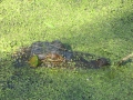 IMG_9968.JPG