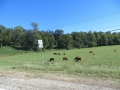 IMG_8296_1