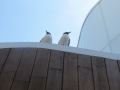 IMG_6544_1.JPG