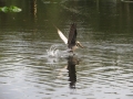 IMG_4606.JPG