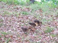 IMG_4628.JPG