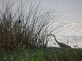 IMG_4636.JPG