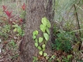 IMG_20150211_173346862.jpg
