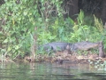 IMG_6866.JPG