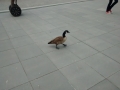 IMG_20150513_125222895.jpg